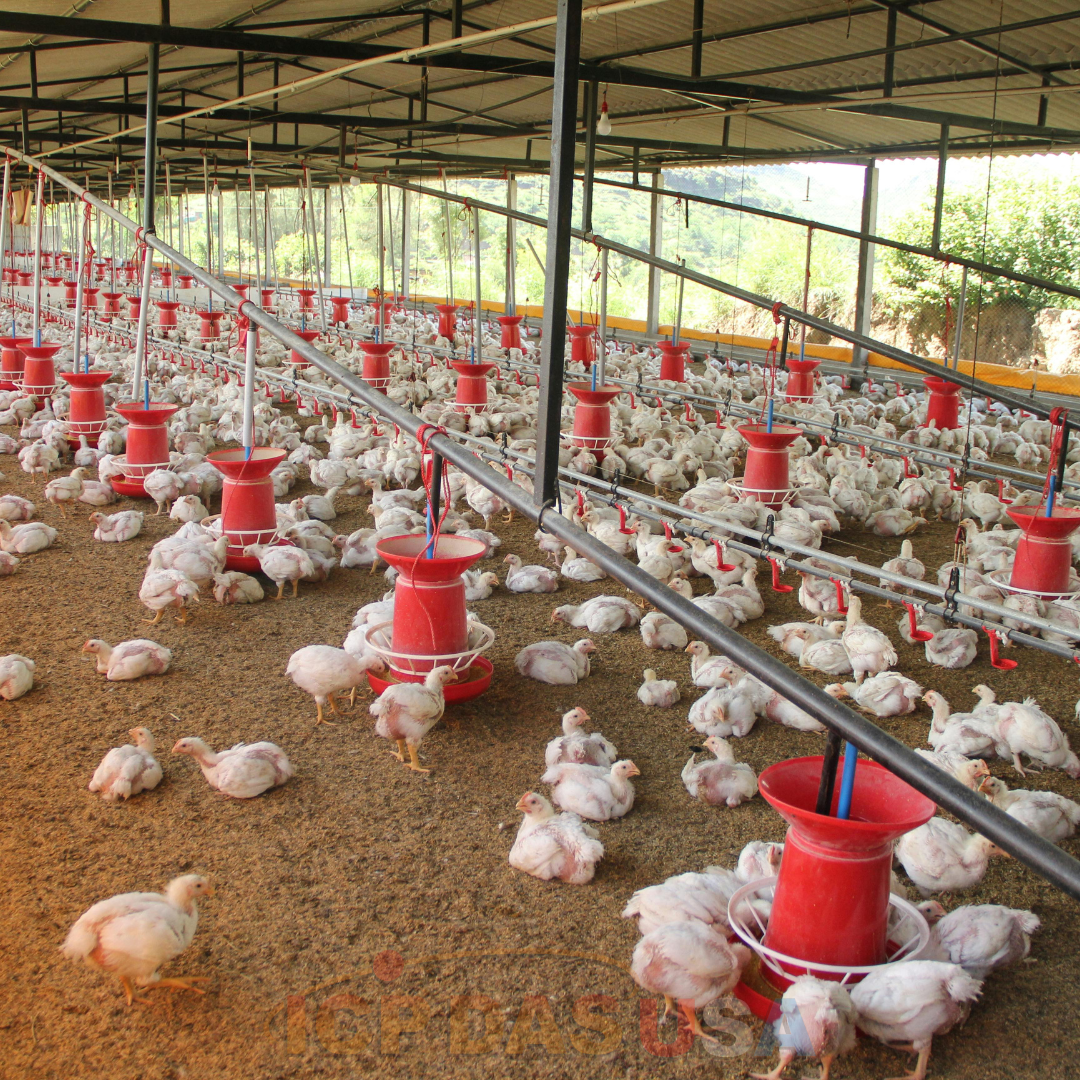 Chicken Coop Application